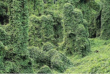 《哥特王朝：重制版》新细节：兽人更人性化 游戏优化棒